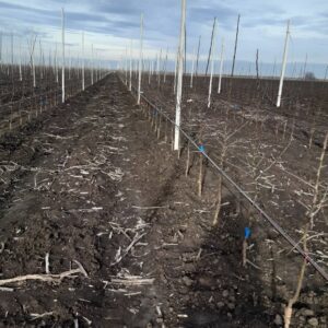 Novo_Milosevo_Kap_Po_Kap (10)